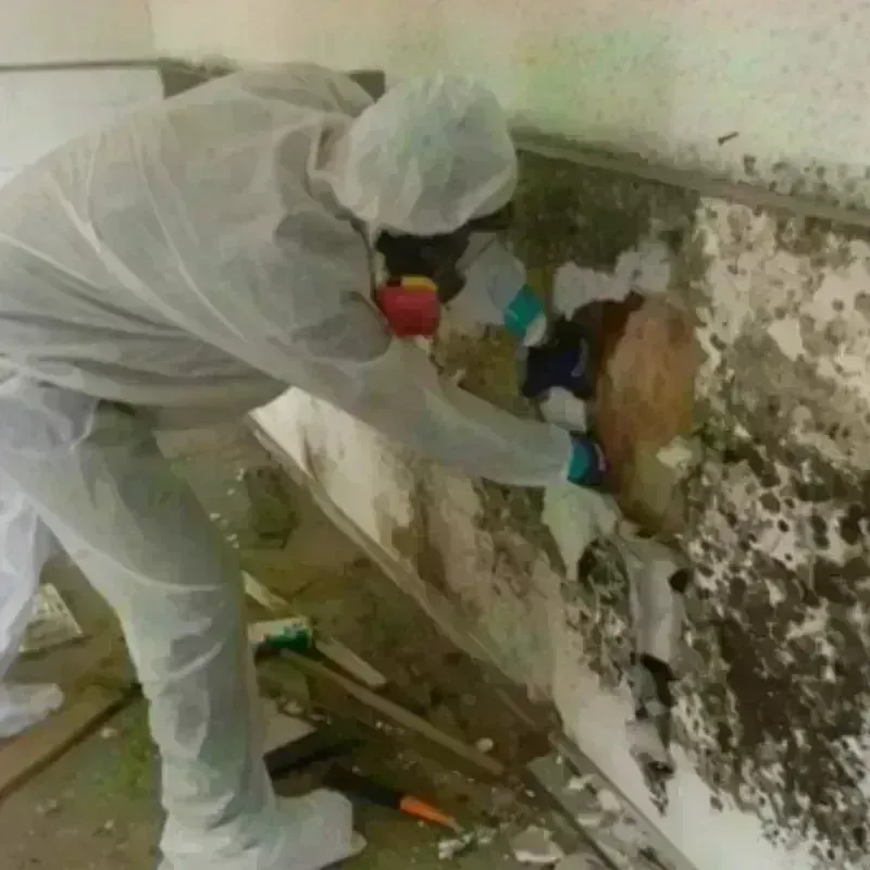 Mold Remediation and Removal in Indian Head, MD